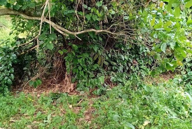 Tá hỏa phát hiện bộ xương người không nguyên vẹn tại Bình Phước Hiện trường nơi phát hiện vụ việc. Ảnh: Công an cung cấp