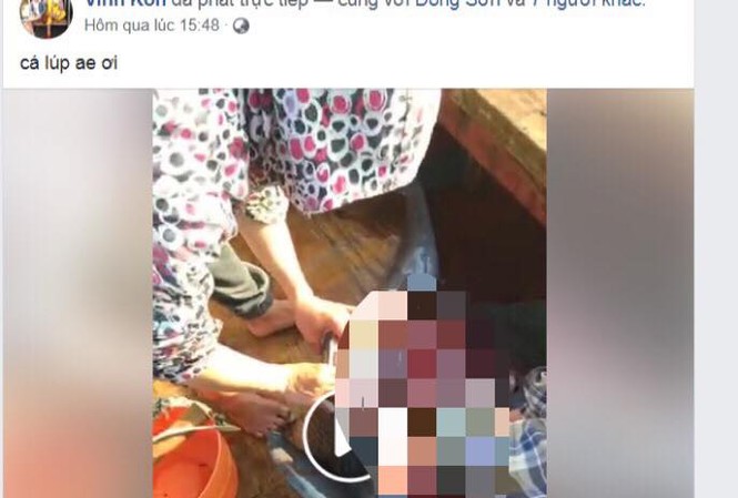 Phẫn nộ nhóm người Livestream cảnh giết cá heo lên Facebook Phẫn nộ nhóm người Livestream cảnh giết cá heo lên Facebook