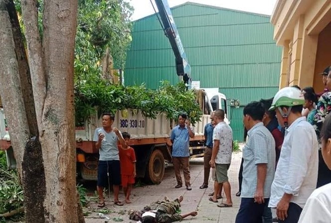 Chặt cây xanh trong ủy ban huyện, một người tử vong tại chỗ Chặt cây xanh trong ủy ban huyện, một người tử vong tại chỗ