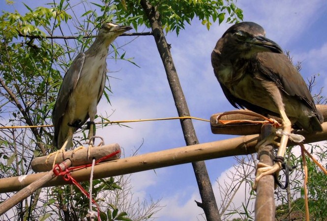 Nhập viện vì chim mổ vào mắt Nhập viện vì chim mổ vào mắt