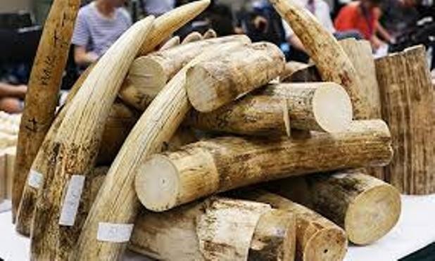 Ngà voi châu Phi quá cảnh Hàn Quốc về Việt Nam Ngà voi. Ảnh minh họa