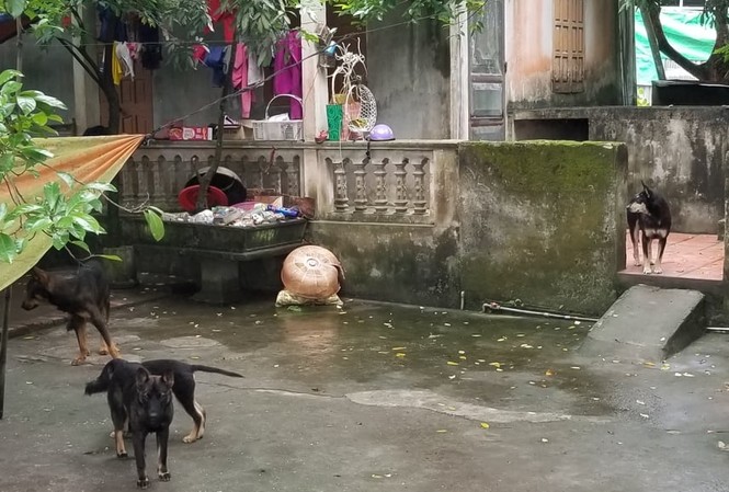 Người dân kể phút kinh hoàng khi cháu bé ở Hưng Yên bị chó cắn chết 4 trong số những con chó đã cắn cháu bé tử vong.