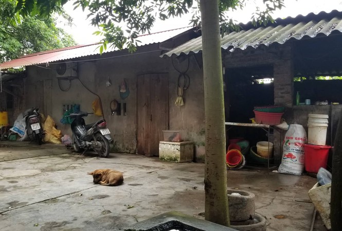 Đàn chó cắn chết bé 7 tuổi: Chủ nuôi có thể bị truy cứu trách nhiệm hình sự Căn nhà trọ của gia đình cháu Nguyên, phía trước là 1 trong những chú chó của bà An.