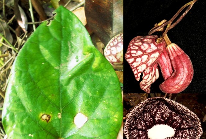 Phát hiện một loài mộc hương mới ở Việt Nam Phát hiện một loài mộc hương mới ở Việt Nam