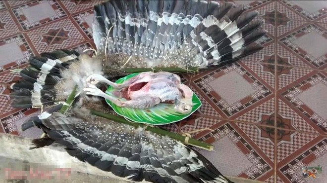 Hà Nội kiểm tra thông tin Tam Mao TV 'thịt chim trong sách đỏ' Con chim được cho là Diều hoa Miến Điện - một loại chim quý bị làm thịt