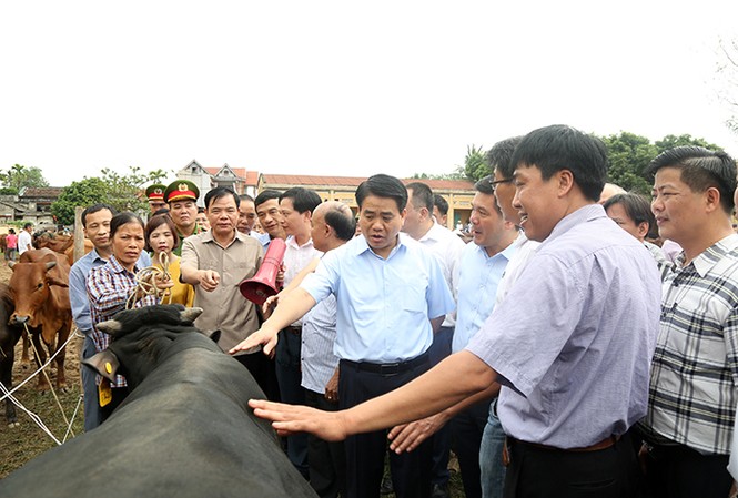Hà Nội tập trung mở rộng phát triển chăn nuôi bò thịt Các đại biểu tham quan đàn bò thịt chất lượng cao tại xã Minh Châu, Ba Vì