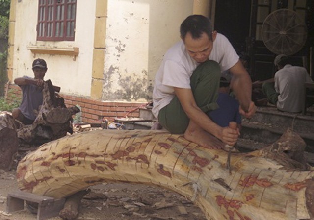 Hà Nội mở bán hồ sơ đấu giá lô gỗ sưa 'trăm tỷ' Người dân đẽo vỏ gỗ sưa để chuẩn bị đấu giá lại. Ảnh: PV