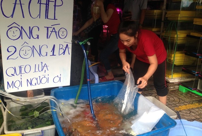 Nhà giàu Sài Gòn 'chịu chơi' mua cá chép Koi tiễn ông Táo Cá chép bắt đầu sốt giá ngày ông Công ông Táo