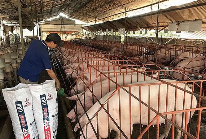 TPHCM họp khẩn vì phát hiện ổ dịch tả heo châu Phi đầu tiên HCM phát hiện ổ dịch tả heo châu Phi đầu tiên tại P.Phú Hữu, Q.9