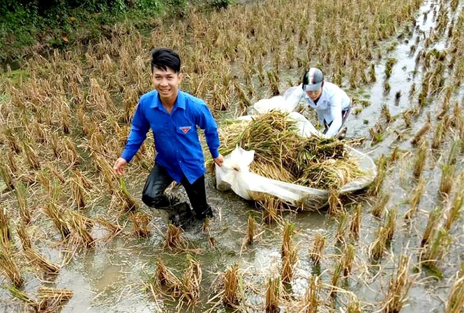 Đoàn viên, thanh niên giúp dân gặt lúa Đoàn Thanh niên TP Hải Phòng đã tích cực tham gia giúp dân thu hoạch những diện tích lúa mùa