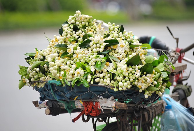 Đường phố Hà Nội ngát hương hoa bưởi Đường phố Hà Nội ngát hương hoa bưởi