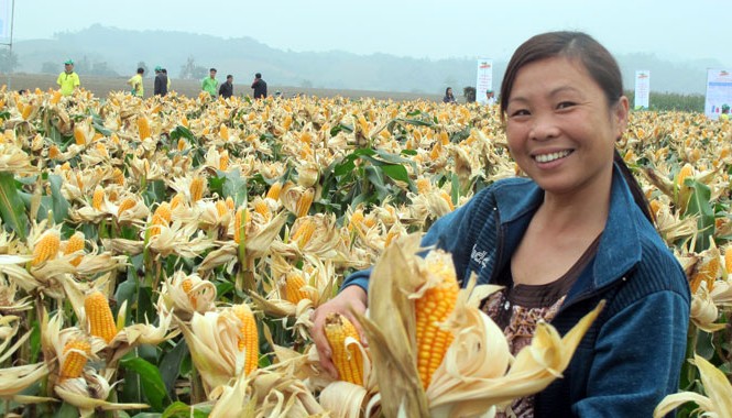 Cuộc chơi không cân sức Sẽ trồng ngô biến đổi gen để chủ động nguồn thức ăn chăn nuôi