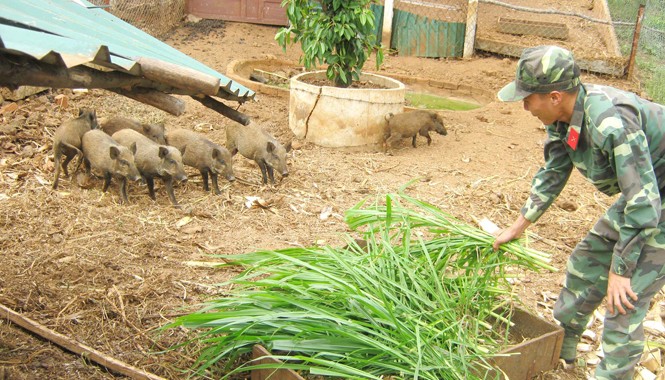 Nuôi lợn rừng giữa...…biển Khu nuôi lợn rừng của những người lính trên đảo Lý Sơn. ảnh: Quỳnh Anh