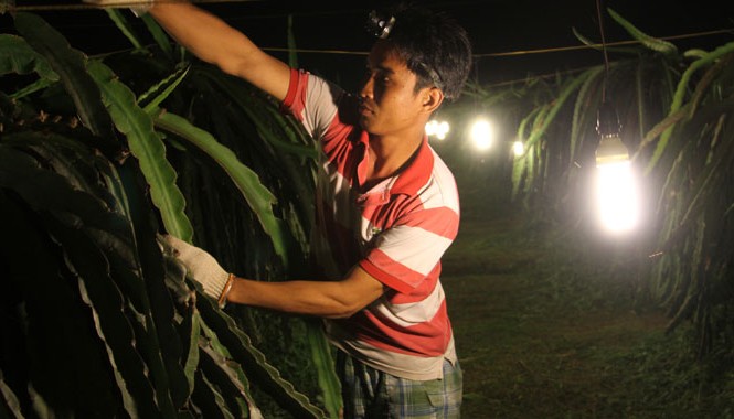 Đầu tư cấp điện cho “thủ phủ” cây thanh long Từ nhiều năm qua, trang trại thanh long Ngọc Hân của ông Ung Ngọc Hải (Hàm Kiệm, Hàm Thuận Nam, Bình Thuận) rộng 18 ha đã sử dụng toàn bộ đèn compact thay cho đèn sợi đốt với hiệu quả cao