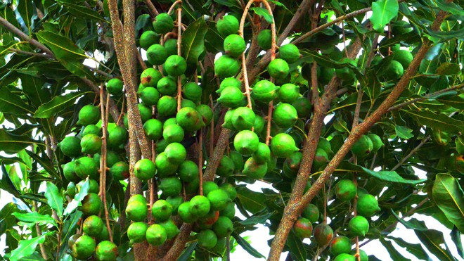Hạt Mắc ca và cơ hội của nông dân Cây mắc ca trồng thử nghiệm