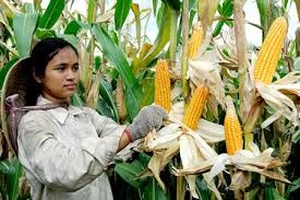 Phát triển cây ngô ở ĐBSCL Phát triển cây ngô ở ĐBSCL