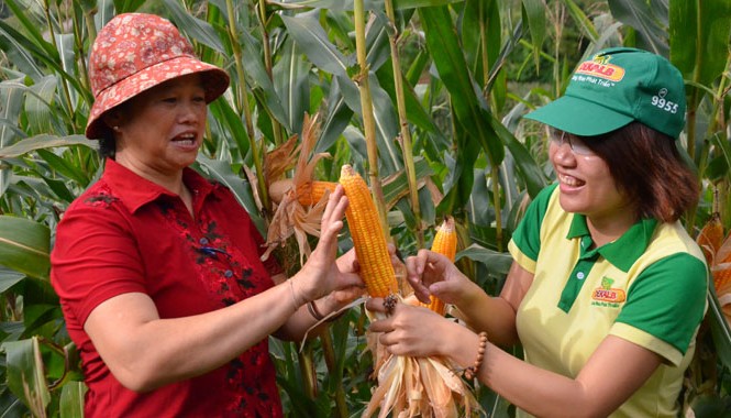 Vì sao nông dân ngại liên kết? Ngô biến đổi gen là lựa chọn thích hợp cho Việt Nam