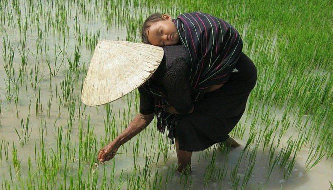 Bát cơm thừa của mẹ Bức ảnh ghi lại khoảnh khắc em bé ngủ ngon lành khi mẹ đang địu trên lưng làm đồng khiến cộng đồng mạng xúc động. Ảnh: Mặt trời của mẹ