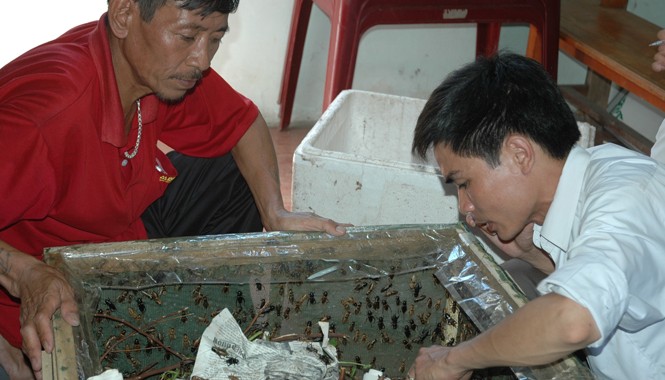 Gỏi dế còn trinh Nguyễn Thế Thắng (áo trắng) đang hướng dẫn cách nuôi dế cho nông dân huyện Cẩm Xuyên (Hà Tĩnh)
