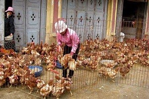 Phát hiện virus cúm H5N6 tại Lào Cai Các địa phương cần tăng cường kiểm dịch tại các chợ dân sinh. Ảnh: VGP