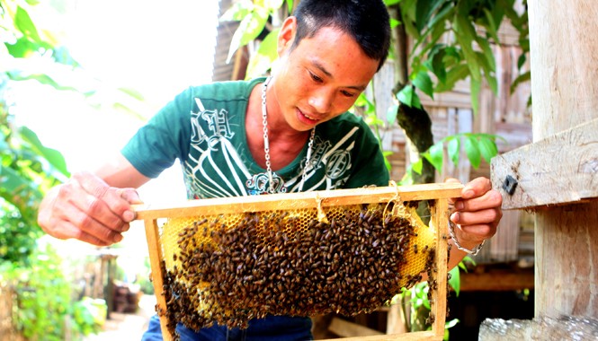Sức trẻ nơi biên cương - Bài cuối: Làm trước để dân tin Anh Vàng Kim Cương giới thiệu cầu ong được gây đàn từ tổ ong rừng. Ảnh: Xuân Tùng