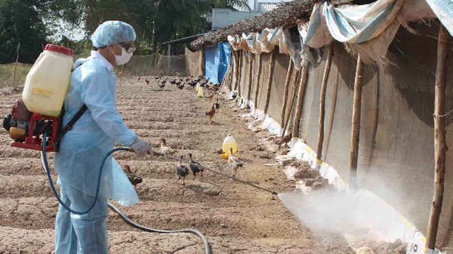 Bố trí sát trùng đường biên giới, ngăn virus H7N9 Bộ NN&PTNT phát động tháng tiêu độc, khử trùng nhằm ngăn chặn, tiêu giệt các mầm bệnh cúm gia cầm.