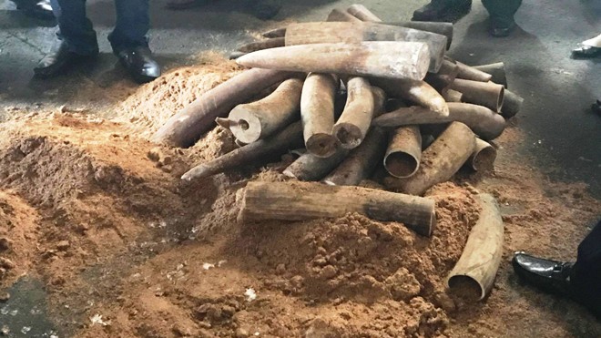 Hơn 1 tấn ngà voi giấu trong thùng phuy nhựa đường Ngày 6/9, Chi cục Hải quan cửa khẩu cảng Sài Gòn khu vực 1, phối hợp với các đơn vị liên quan tiến hành khám xét và phát hiện 2 container chứa hơn 1 tấn ngà voi Châu Phi.