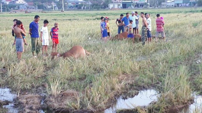 Năm con bò bị điện giật chết bên ruộng Năm con bò của ba hộ dân xã Quang Lộc bị điện giật chết.