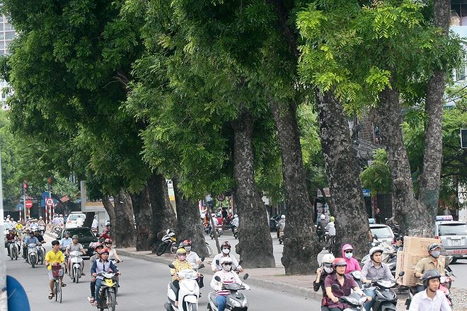 Hà Nội chuẩn bị chặt, dịch chuyển hơn 400 cây xanh trên đường Láng Để tổ chức xén hè đường Vành đai 2 Hà Nội phải di chuyển hơn 476 cây xanh các loại, trong đó dịch chuyển 371 cây, chặt hạ 105 cây