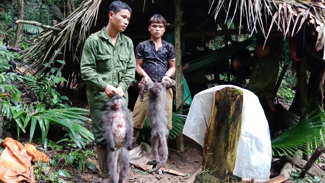Bắt giữ nhóm thợ săn vào Vườn quốc gia bắn voọc xám 2 trong 5 đối tượng giết hại vọoc xám bằng súng tự chế bị cơ quan chức năng bắt giữ.