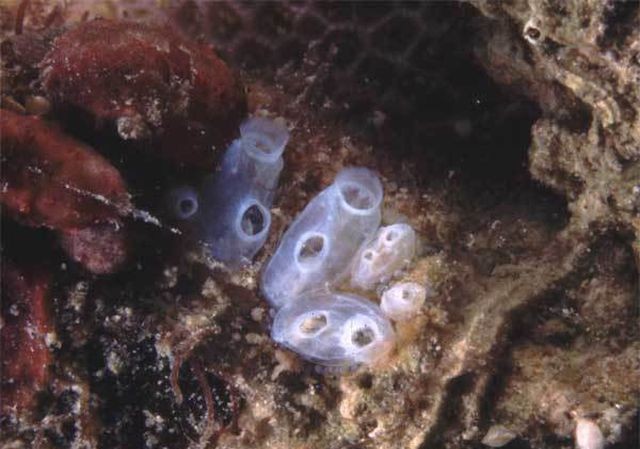 Phát hiện sinh vật chưa từng thấy ở đáy sâu nhất Ấn Độ Dương Tunicate là những sinh vật trong suốt như sứa.
