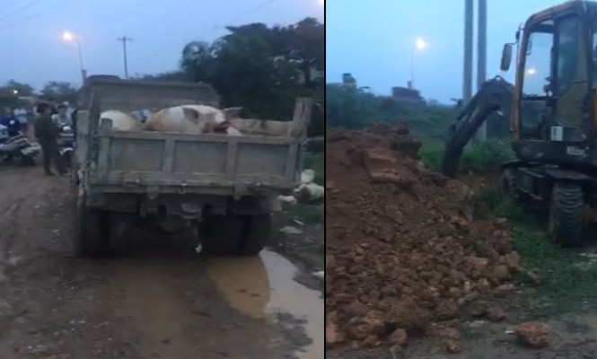 Chính quyền xã ở Hà Nội chôn lợn chết ngay gần khu dân cư Một số con lợn bị bệnh đang chờ tiêu hủy.