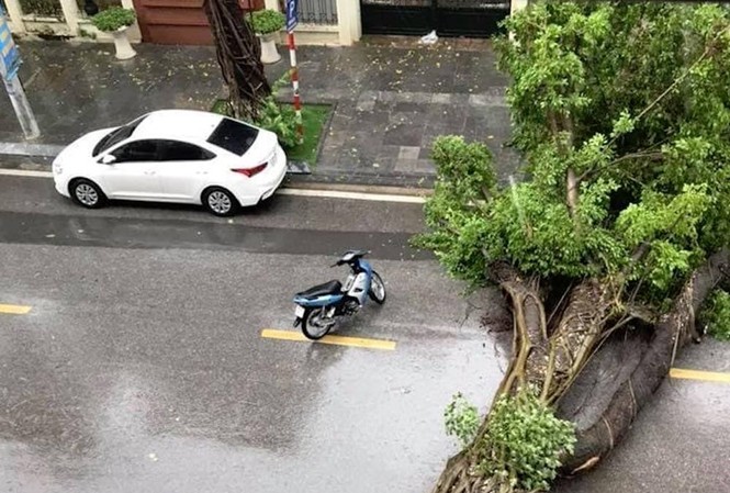 Cây cối bị ‘quật đổ’ tại Hà Nội do ảnh hưởng của bão số 3 (Ảnh: Nhóm PV/Vietnam+)