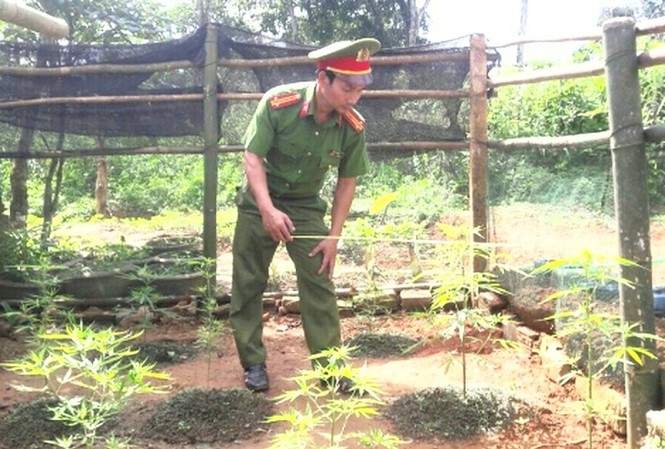 Kẻ nghiện ma túy trồng cần sa trong vườn nhà Công an phát hiện cây cần sa được trồng trái phép tại vườn nhà Lê Văn
Công.