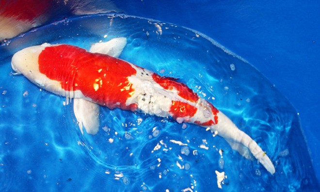 Hàng trăm cá chép Nhật giá chục ngàn đô về Việt Nam Hàng trăm cá chép Nhật giá chục ngàn đô về Việt Nam