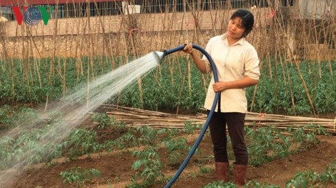 Nắng nóng kỷ lục ở Sơn La: Rau quả héo queo, người dân lo sốc nhiệt Nắng nóng gay gắt khiến việc sản xuất rau màu gặp khó khăn.