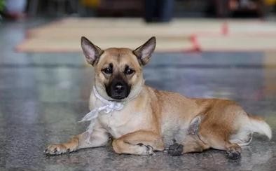 Chú chó túc trực bên linh cữu nghệ sĩ Xuân Hiếu gây xúc động Chú chó túc trực bên linh cữu nghệ sĩ Xuân Hiếu gây xúc động
