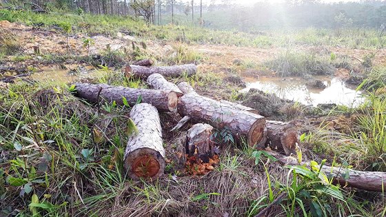 Để mất 4 ha rừng phòng hộ, phó chủ tịch xã bị đình chỉ công tác Cả cánh rừng thông bị cưa sạch