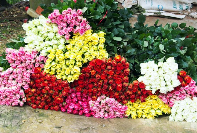 Hoa hồng Đà Lạt tăng giá mạnh sát dịp 20/10 Hoa hồng Đà Lạt hút hàng dịp 20/10