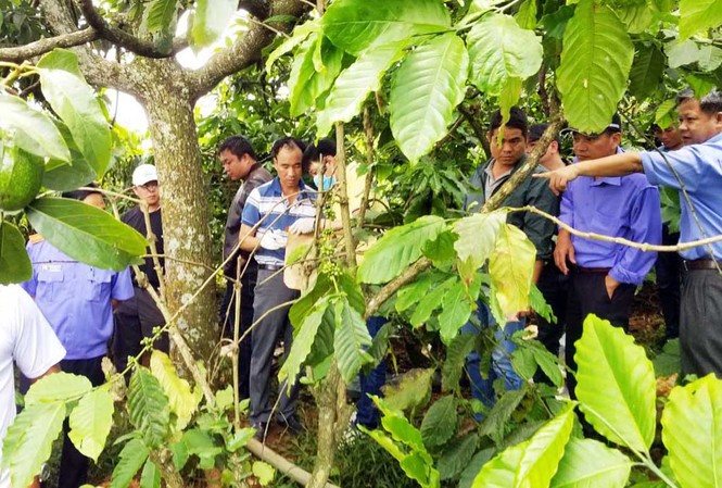Vụ 3 bà cháu bị sát hại, phi tang xác: Chồng, con của nghi phạm khai gì? 3 bà cháu bị sát hại tại gốc cây bơ này
