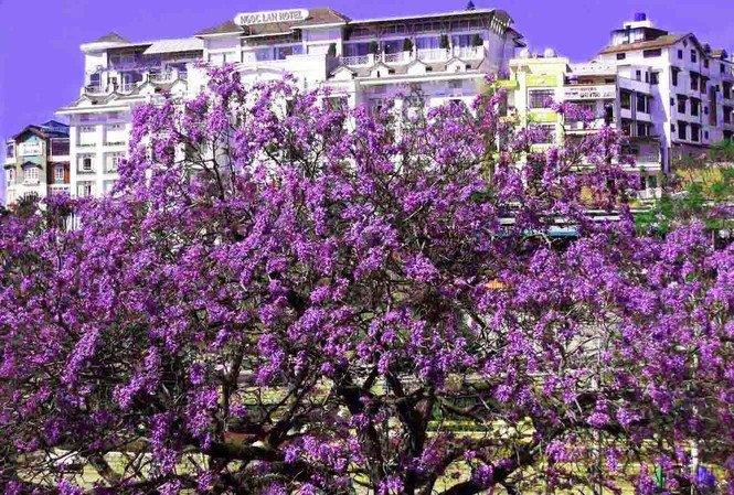 Nơi duy nhất ở Việt Nam chào hè với 5 sắc hoa phượng Cây phượng tím lâu năm nhất ở Đà Lạt