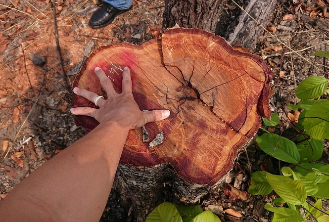 Đắk Lắk: Hàng chục ha rừng bị đốt, chặt phá ở huyện biên giới Ea Súp Nhiều cây gỗ có đường kính khoảng 40cm bị đốn hạ