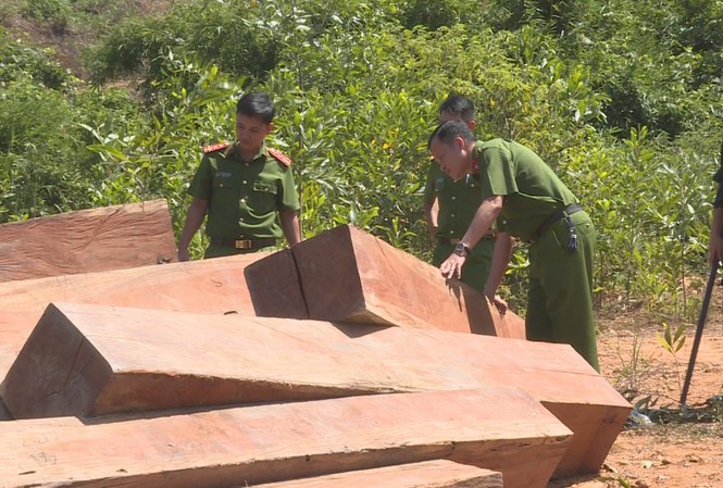 Xem xét kỷ luật Giám đốc công ty lâm nghiệp vì để mất rừng Hiện trường vụ phá rừng tại lâm phần của Công ty TNHH MTV Lâm nghiệp Ea Ka