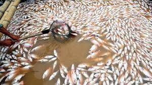 Phó Thủ tướng yêu cầu xác định nguyên nhân cá chết trên sông La Ngà Cá chết trên sông La Ngà