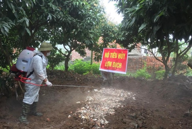 Quảng Ninh công bố dịch tả lợn châu Phi Quảng Ninh công bố dịch tả lợn châu Phi