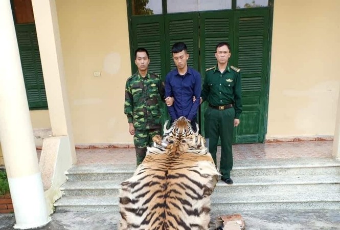 Nam thanh niên chở da và xương hổ vượt biên sang Trung Quốc Nam thanh niên chở da và xương hổ vượt biên sang Trung Quốc
