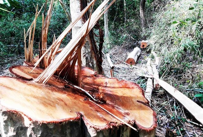Khởi tố vụ phá gần 5 ha rừng phòng hộ tại xã biên giới Một vụ phá rừng xảy ra trên địa bàn huyện Ia Grai