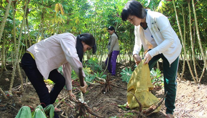 Chuyện hai chị em song sinh Líu và Lo: Đời không như tên gọi… Hằng ngày, sau giờ học, hai chị em Líu - Lo ra đồng phụ giúp mẹ. Ảnh: Nguyễn Thành.