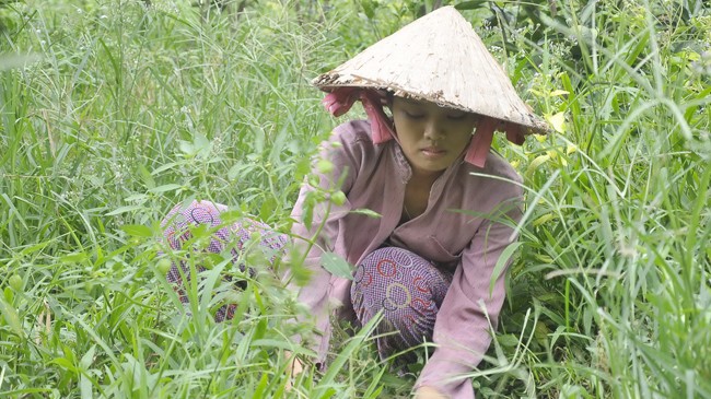 Nữ sinh làm cỏ thuê kiếm tiền vào đại học Duyên đang làm cỏ thuê. Ảnh: Hòa Hội.