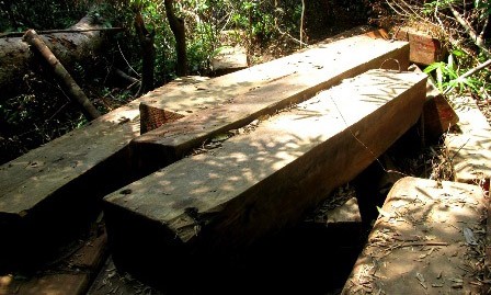 Gỗ lậu tập kết gần trạm quản lý bảo vệ rừng Ảnh minh họa